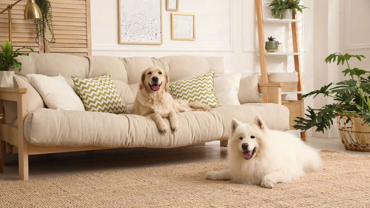 The Ultimate Guide to Pet-Friendly Sofas in Australia